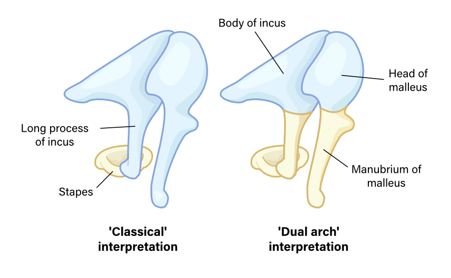 Theories of development from Meckel's Cartilage and Reichert's Cartilage